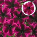 Bild von Petunia P12 Cosmic Purple